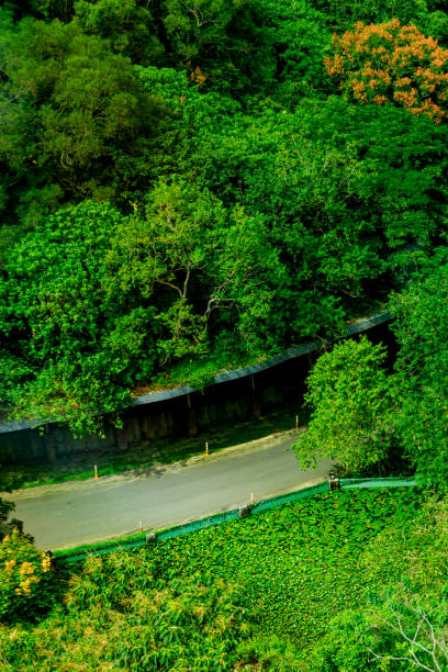 istock A lush green forest with a winding road in the middle 2155678337