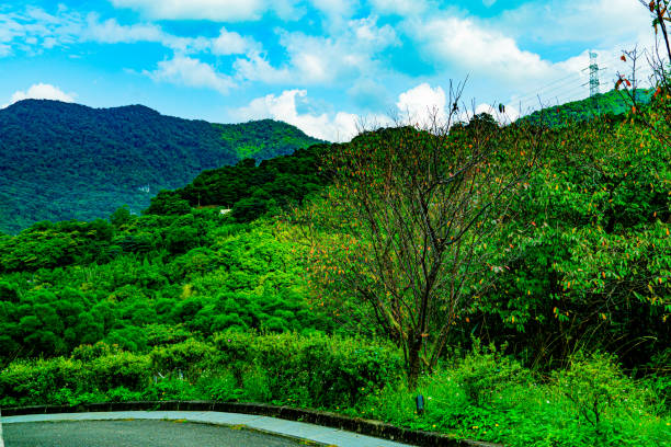 A lush green forest with a tree in the middle. The sky is blue and the sun is shining