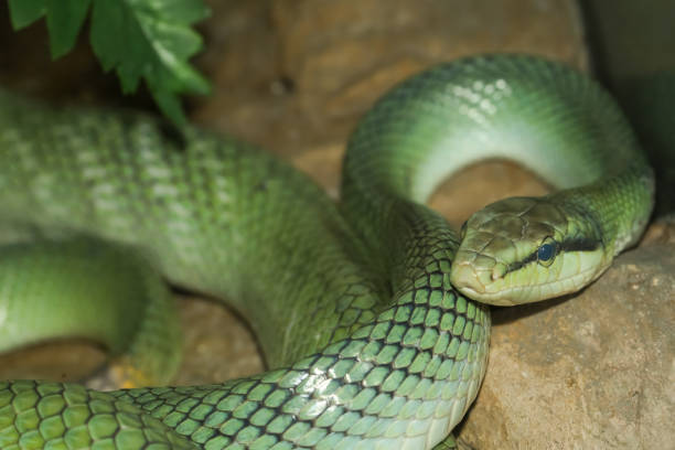 istock Close up head red tailed rat snake in garden 2155678441