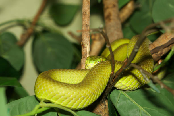 istock Close up green pit viper snake in the garden at thailand 2155678459