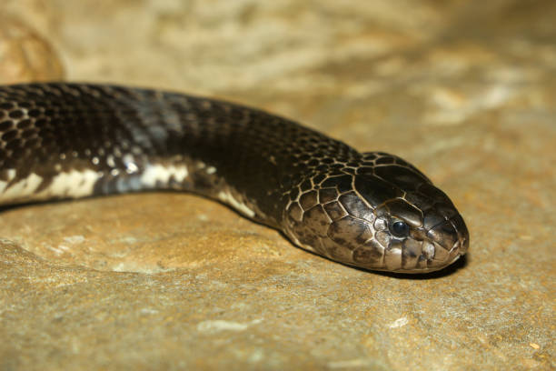 istock Close up Head the indochinese spitting cobra snake 2155678462