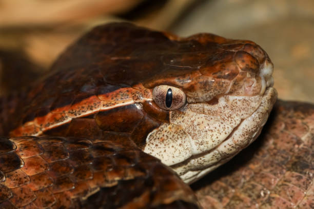 160+ Python Pits Stock Photos, Pictures & Royalty-Free Images - iStock