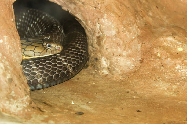 istock Close up head big king cobra snake in cave at thailand 2155678464