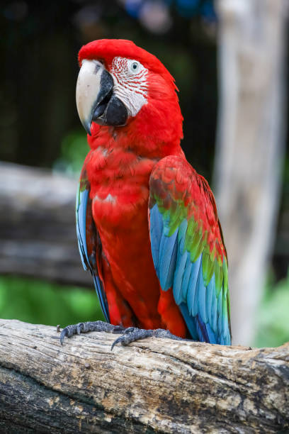 istock Close up head the red macaw parrot bird in garden 2155678493