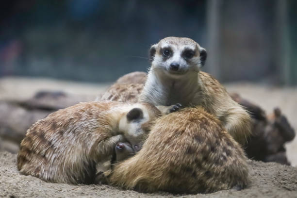 The meerkat is stay with group and rest