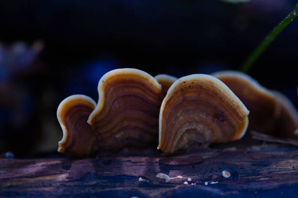 A beautiful polypore mushroom growing on the tree during autumn. Natural woodlands scenery in Latvia, Northern Europe.