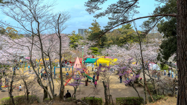 A Japanese festival where the cherry blossoms are slightly blooming and there is one food stall