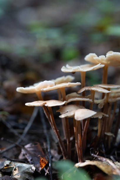 istock Beautiful summer mushroom growing in the forest. 2155679500