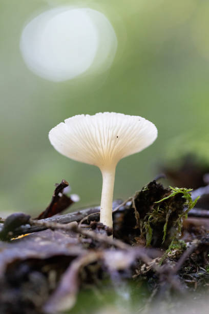 istock Beautiful summer mushroom growing in the forest. 2155679512
