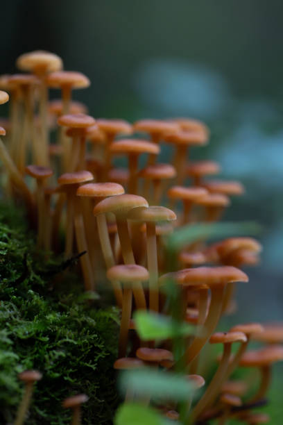 istock Small, orange mushrooms growing on a tree trunk in forest during late summer. 2155679904