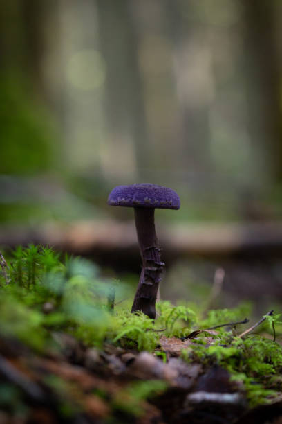 istock A beautiful violet web-cap growing in the forest during late summer. 2155680189