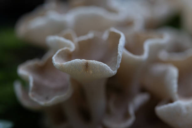 istock Beautiful, small, white mushrooms growing on a tree trunk in forest. 2155680243