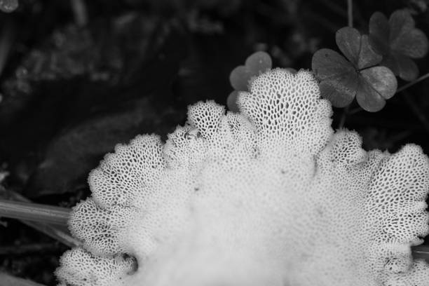 Beautiful, small, white mushrooms growing on a tree trunk in forest. Natural autumn woodlands scenery in Latvia, Northern Europe.