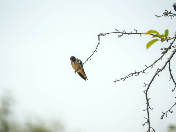 istock The little swallows waiting to be fed 2155681559