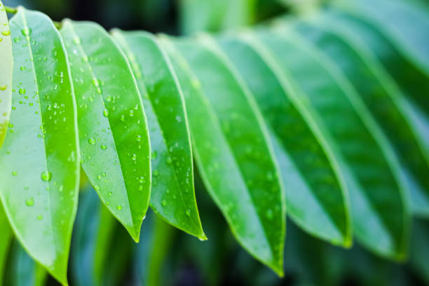 Raining on leaf with concept nature of raining on  green background.