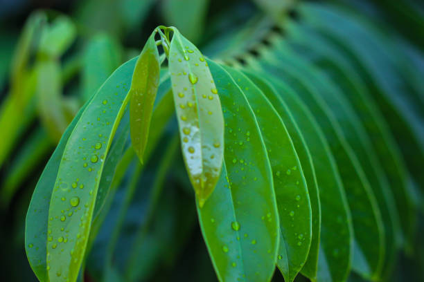 istock Beautiful of rain on leaf with concept water drops on nature leaf. 2155682519