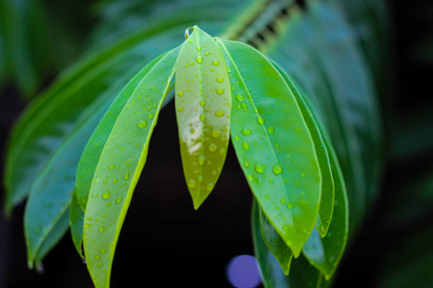 Raining on leaf with concept nature of raining on  green background.