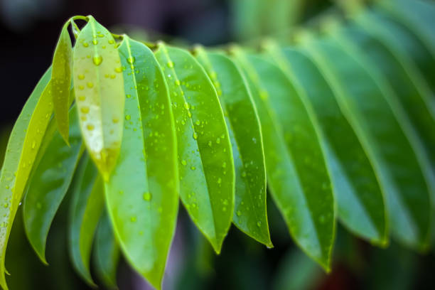 istock Beautiful of rain on leaf with concept water drops on nature leaf. 2155682597