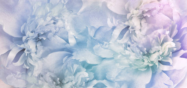 istock Peony flower.  Floral background. Closeup.  Nature. 2155682640