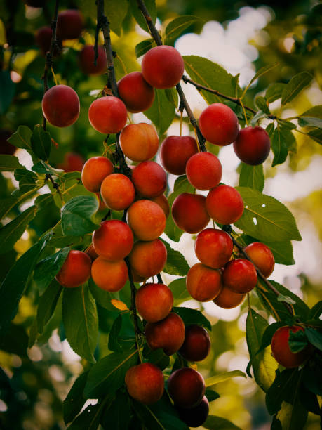 istock Ripe cherry plums surrounded by green leaves under natural light. Excellent choice for content related to healthy eating and nutrition. 2155682766