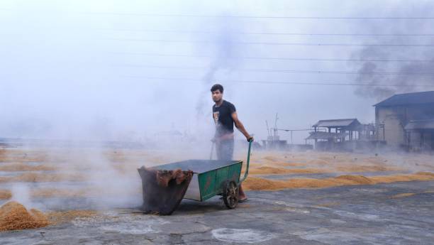 Boiled Rice Paddy 410+ Rice Mill fotos de stock, imagens e fotos royalty-free - iStock
