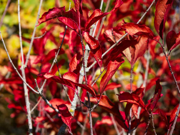 istock Sharp red leaves, soft green and yellow background, signifies seasonal change, image feels vibrant. 2155682898