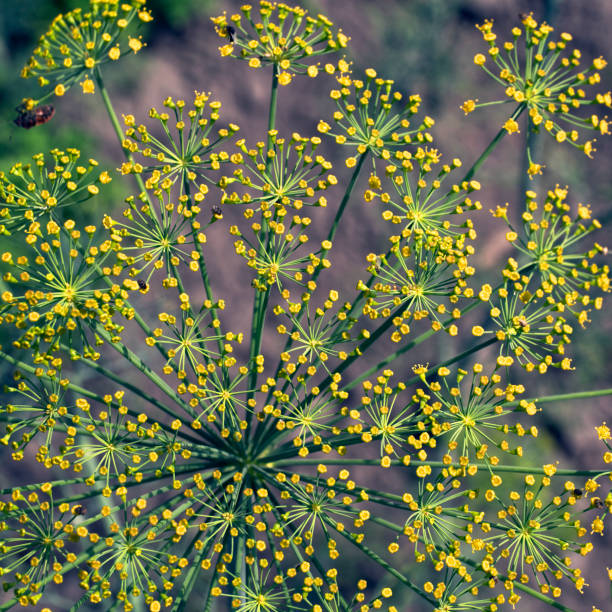 In the open ground in the garden grows dill Anethum graveolens.