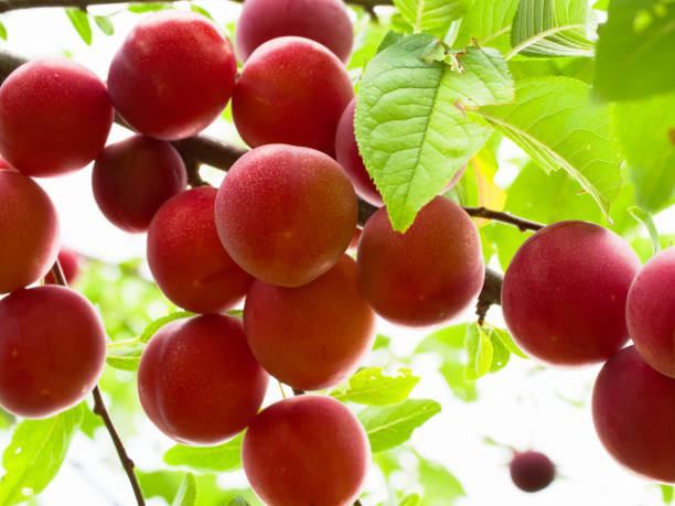 istock Close-up shot capturing the texture & colors of ripe cherry plums. Great detail reference for artists & illustrators alike. 2155683058