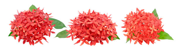 istock Ixora flower isolated on white background.jpg 2155684305