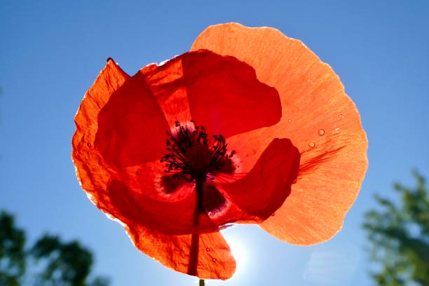 istock Close up of poppy flower 2155684855