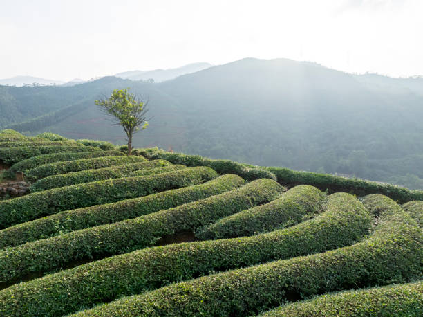Morning tea garden sunrise in Fujian Province, China