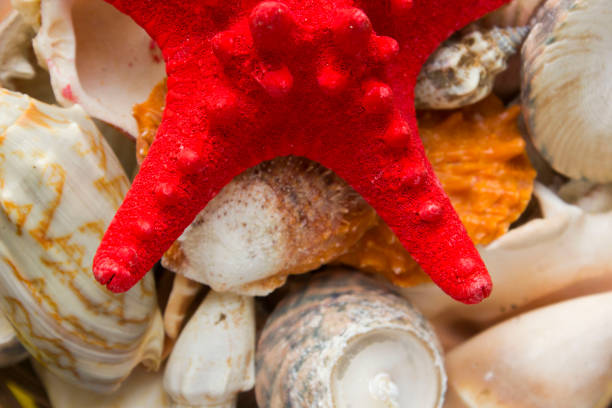 Background of sea shells with a starfish. There are many different multi-colored shells, starfish. Background.
