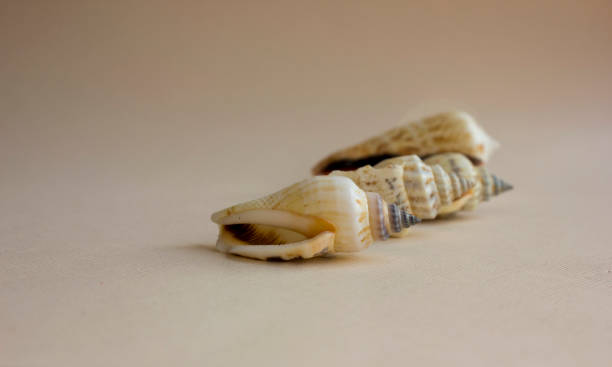 istock A collection of sea shells highlighted on a white background. Marine theme. Vacation and rest. Adventure and relaxation. Copy space. Top view. Flat lay 2155686060
