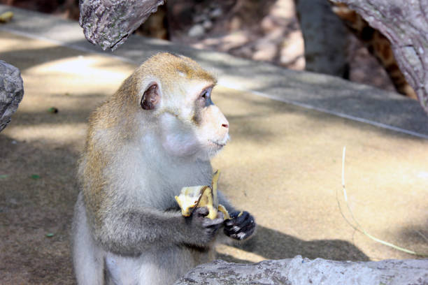 Close up portrait of Barbary Macaque eating fruit