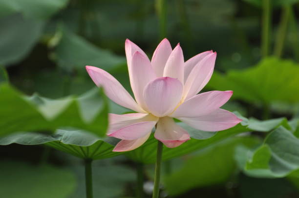 istock Lotus leaves and flowers in summer sunshine 2155686614