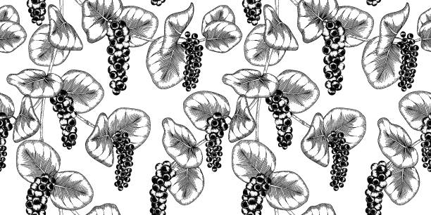 Seagrape Tree Vector 50+ Sea Grape Tree Stock Illustrations, Royalty-Free Vector Graphics ...