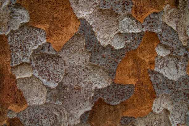 Tree bark of a plane tree, background.