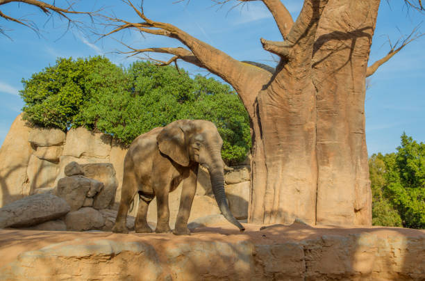 istock African elephant at Bioparc, Valencia, Spain 2155689067