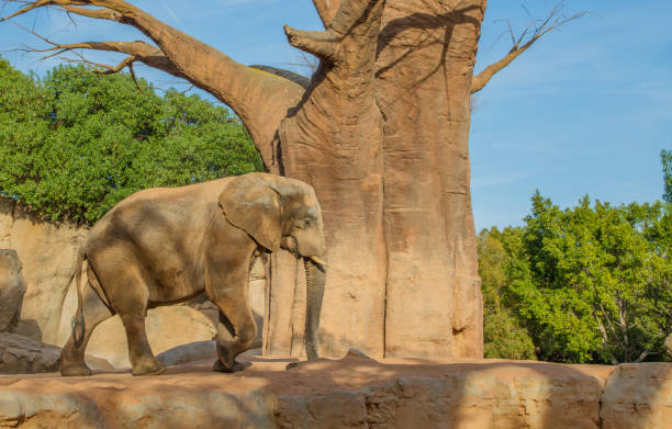 istock African elephant at Bioparc, Valencia, Spain 2155689101