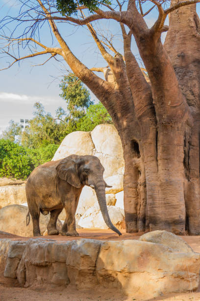 istock African elephant at Bioparc, Valencia, Spain 2155689105