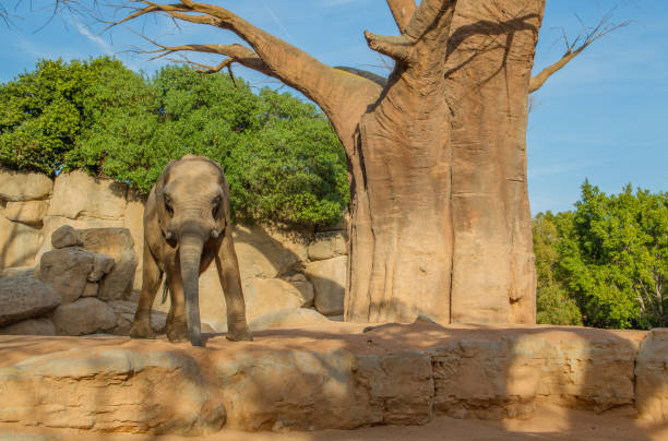 istock African elephant at Bioparc, Valencia, Spain 2155689117
