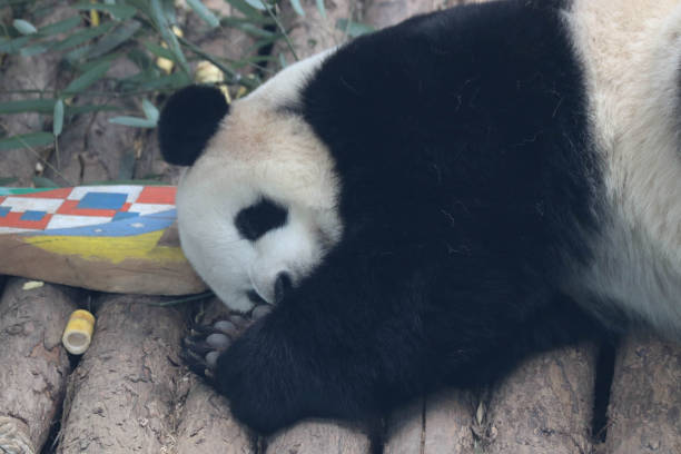 istock Close up beautiful Female Panda, Fei Yun 2155689352