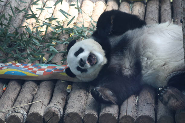 istock Close up beautiful Female Panda, Fei Yun 2155689354