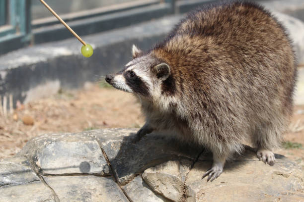 Close up Funny Curious Raccoon