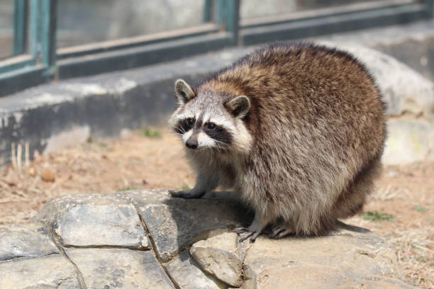 istock Close up Funny Curious Raccoon 2155689390