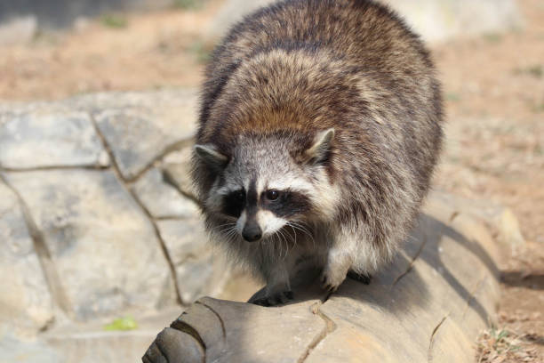 istock Close up Funny Curious Raccoon 2155689392