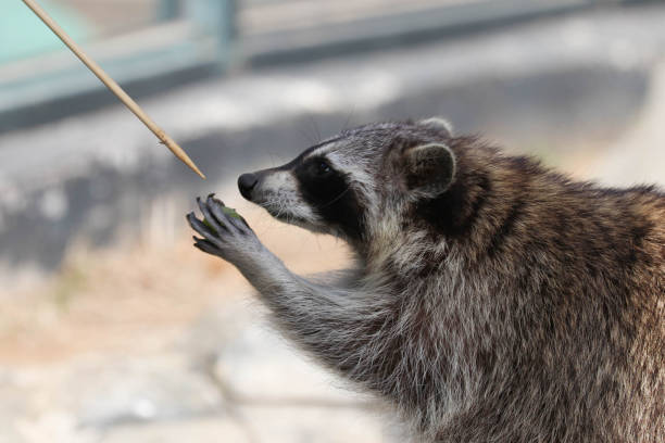 istock Close up Funny Curious Raccoon 2155689397