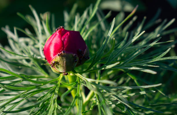 A detailed and vibrant view of a peony flower bud amid green foliage and a blurred background. Capturing the essence of nature's beauty and growth.