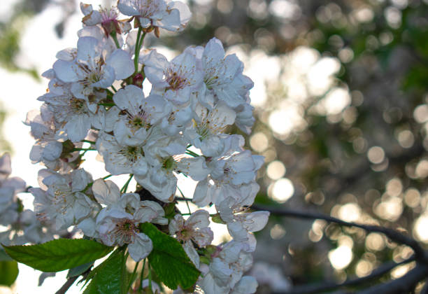 Natural background. Cherry blossom branch Close-up.