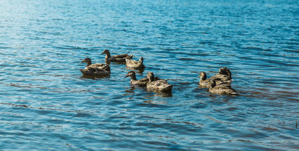 istock the ducks in the lake water during the sunrise. 2155691618